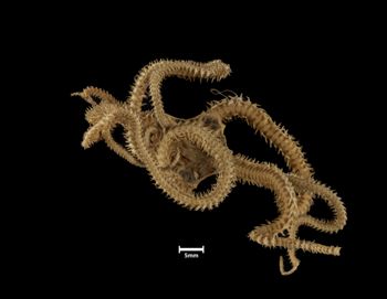 Media type: image;   Invertebrate Zoology OPH-2642 Description: Top of brittle star with a view of the disc.;  Aspect: dorsal